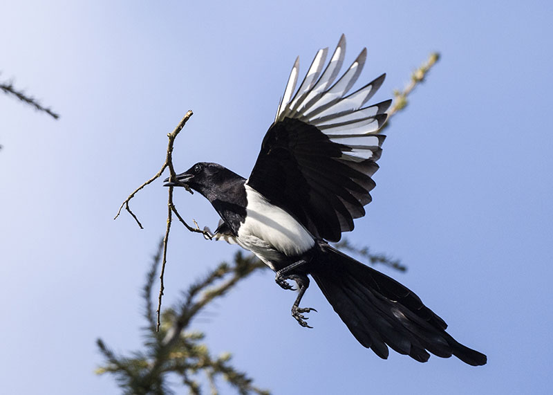 Gazza (Pica pica), costruzione del nido